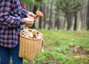 Comença la temporada de bolets a Catalunya
