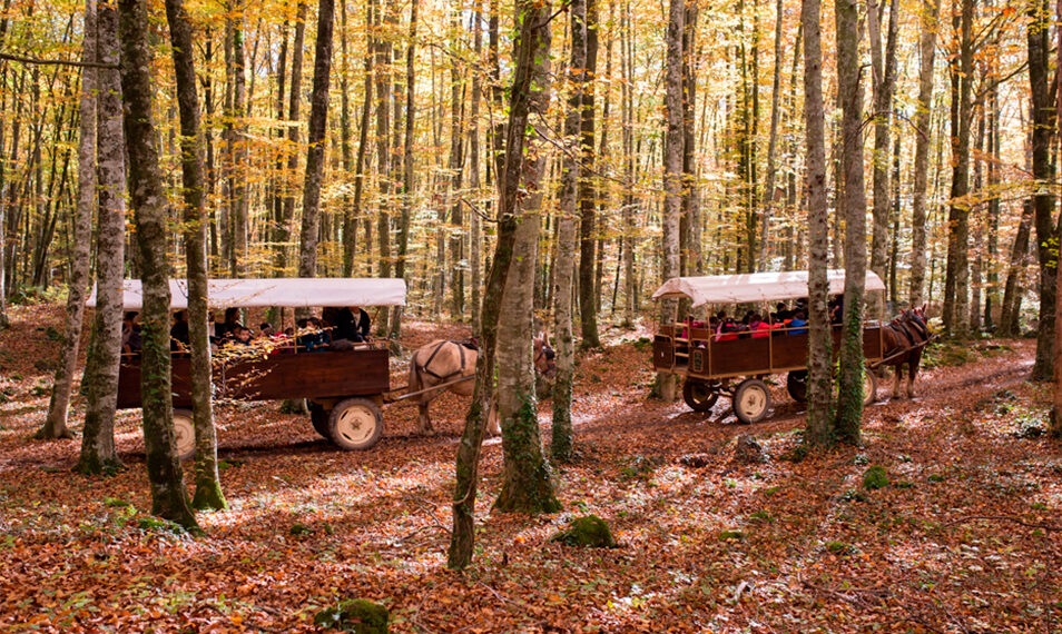 Les millors rutes de senderisme a Catalunya per gaudir de la tardor