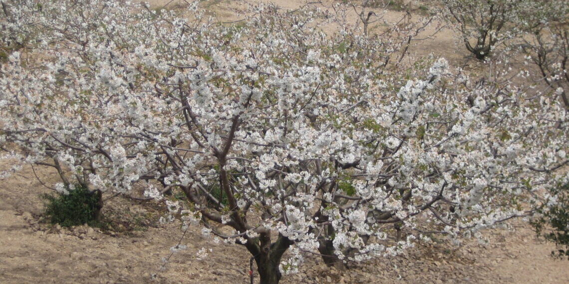 El canvi climàtic avança la floració de les plantes a nivell mundial
