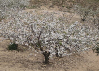 El canvi climàtic avança la floració de les plantes a nivell mundial