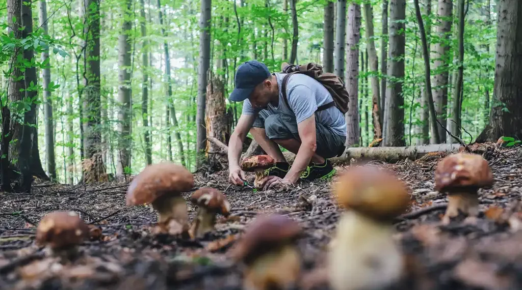 Bolets que pots trobar a l'octubre a casa nostra