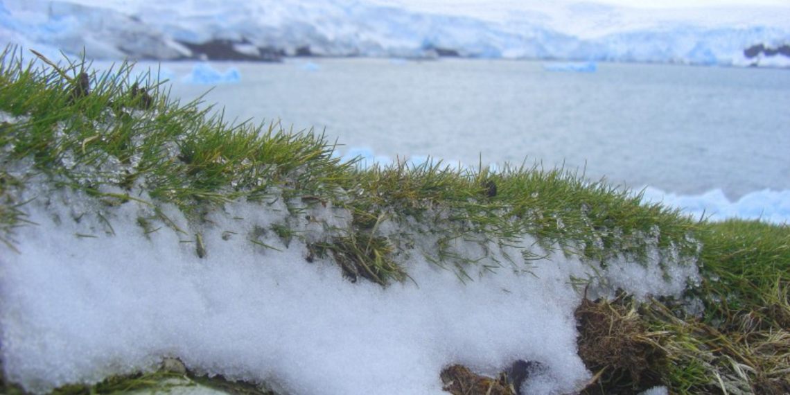 L'expansió de les zones verdes a l'Antàrtida: Un senyal preocupant del canvi climàtic