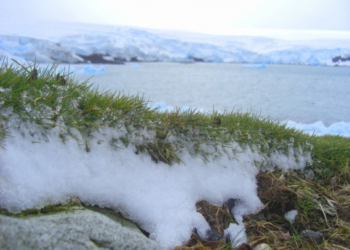L'expansió de les zones verdes a l'Antàrtida: Un senyal preocupant del canvi climàtic