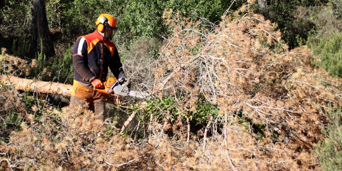 Els boscos catalans al límit