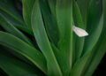 Pieris rapae, blanqueta de la col. Martin Gallego