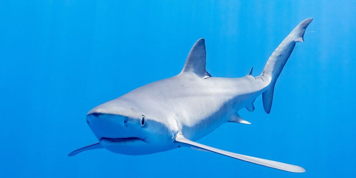 Tintorera Cap de Creus