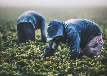 Catalunya celebra el Dia Mundial de l'Agricultura amb reptes i oportunitats