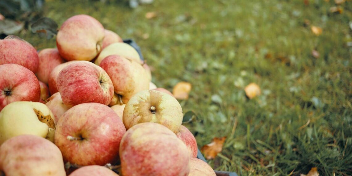 Les pomes de muntanya de Biolord: petites, ecològiques i amb molta personalitat
