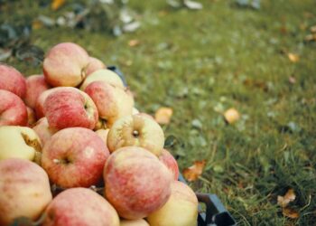 Les pomes de muntanya de Biolord: petites, ecològiques i amb molta personalitat