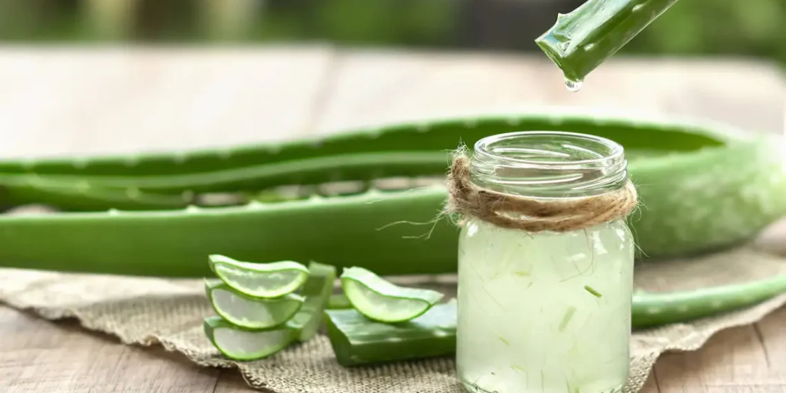 Beneficis i contradiccions de l'Àloe Vera