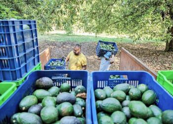 La cara oculta dels alvocats: Un desastre mediambiental