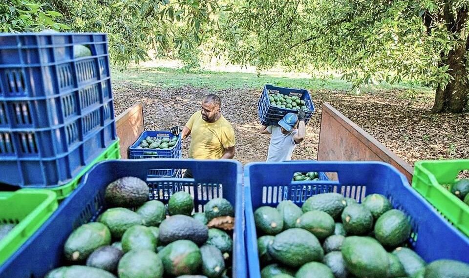 La cara oculta dels alvocats: Un desastre mediambiental