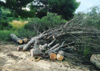 Tales d'arbres selectives contra la sequera