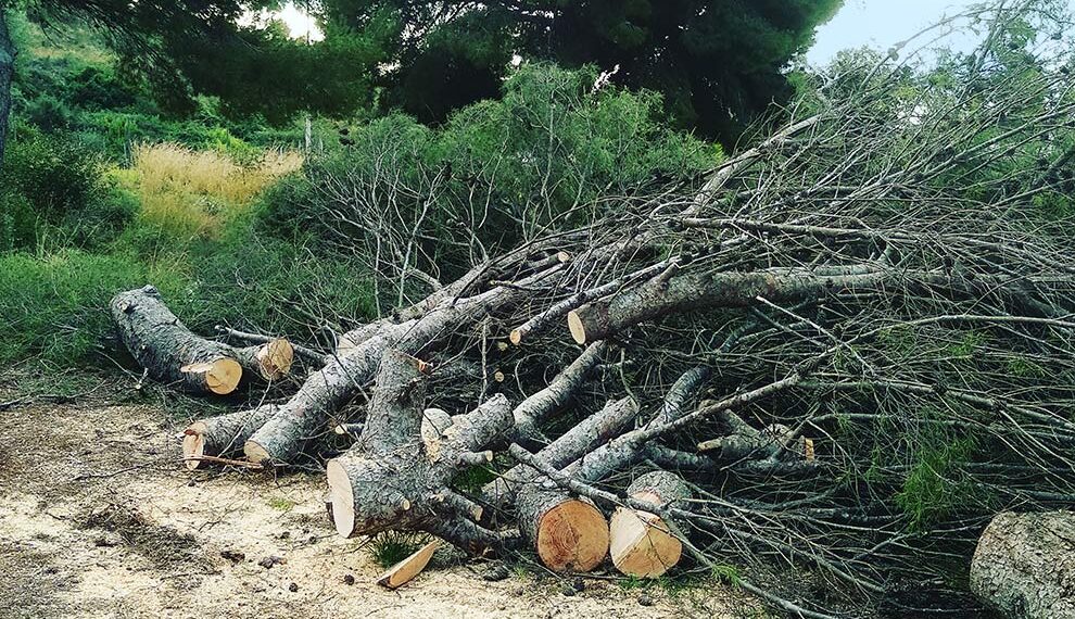 Tales d'arbres selectives contra la sequera