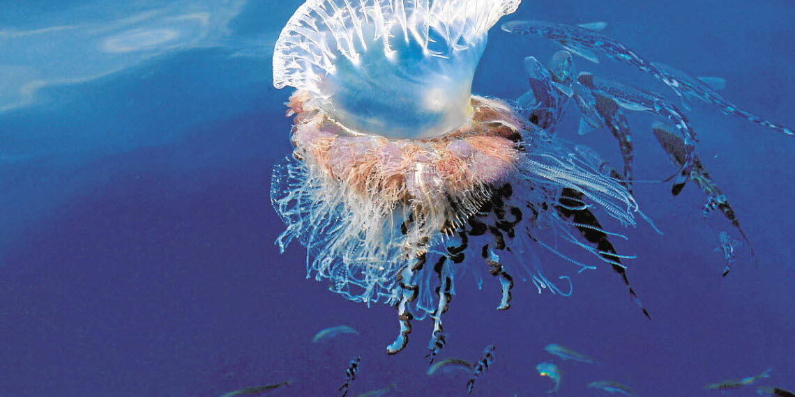 La caravel·la portuguesa arriba a Catalunya i provoca el tancament de platges