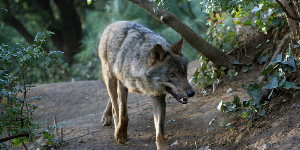 Detecten el primer llop al parc natural del Montseny en més de 100 anys
