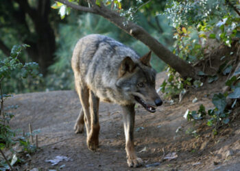 Detecten el primer llop al parc natural del Montseny en més de 100 anys