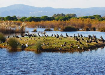 Ampliació de l'àrea de protecció d'aus al delta del Llobregat