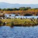 Ampliació de l'àrea de protecció d'aus al delta del Llobregat