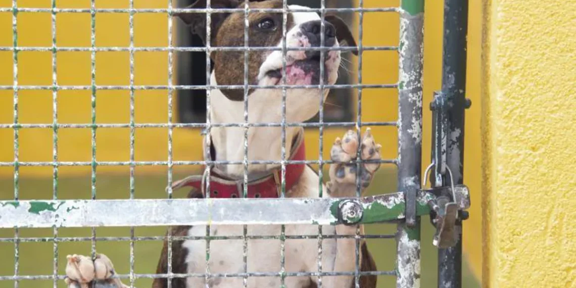 Espanya registra 300.000 abandonaments de mascotes anuals