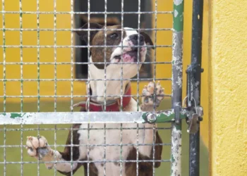 Espanya registra 300.000 abandonaments de mascotes anuals