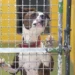 Espanya registra 300.000 abandonaments de mascotes anuals
