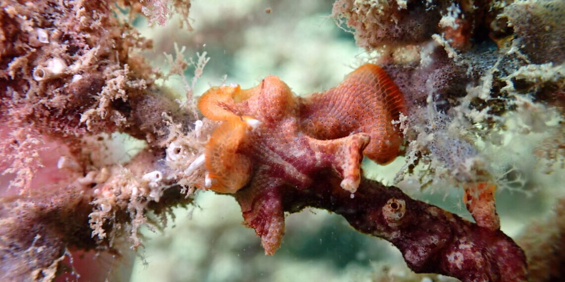 El port de Tarragona licita un projecte per restaurar el fons marí