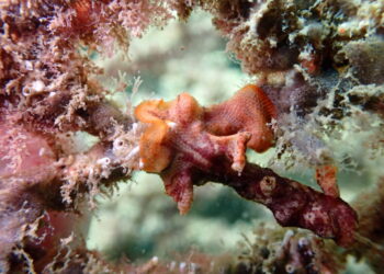 El port de Tarragona licita un projecte per restaurar el fons marí