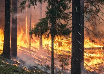  Incendis Forestals a Espanya: Més de 14.000 Hectàrees Cremades el 2024