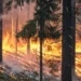 Incendis Forestals a Espanya: Més de 14.000 Hectàrees Cremades el 2024