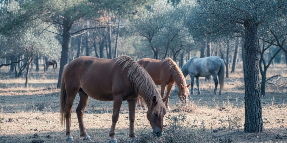 Els cavalls, nous aliats per reduir el risc d’incendis als boscos