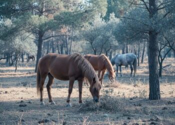 Els cavalls, nous aliats per reduir el risc d’incendis als boscos