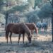 Els cavalls, nous aliats per reduir el risc d’incendis als boscos