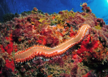 L'Escalfament del mediterrani multiplica el verinós Cuc de Foc