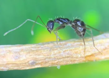 La "formiga boja" amenaça la biodiversitat i les llars catalanes