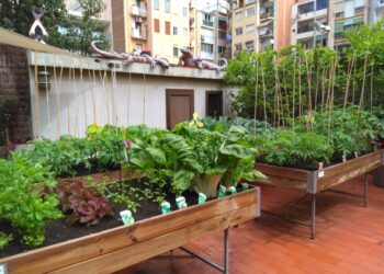 Com crear un hort urbà d'estiu: trucs per a l'èxit!