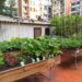 Com crear un hort urbà d'estiu: trucs per a l'èxit!