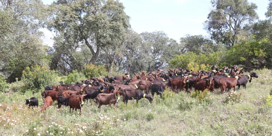Ramats contractats per prevenir incendis a Catalunya