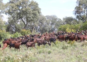 Ramats contractats per prevenir incendis a Catalunya