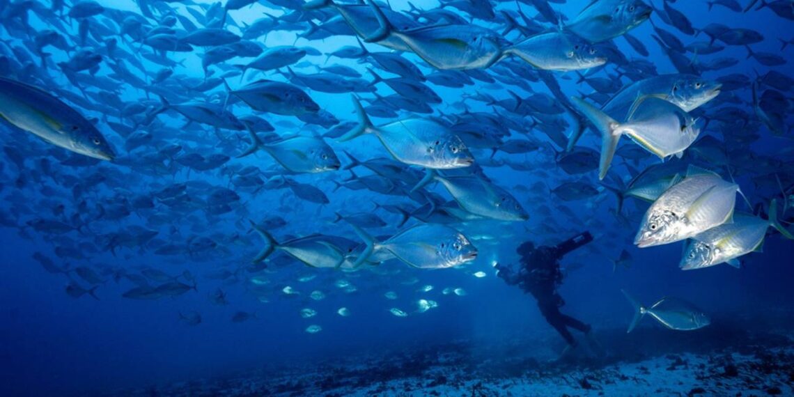 Grècia primer país europeu a prohibir la pesca d'arrossegament de fons