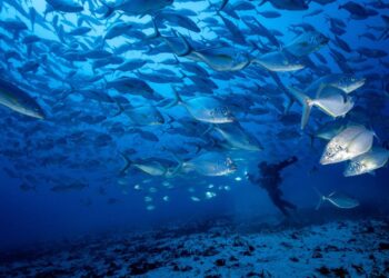 Grècia primer país europeu a prohibir la pesca d'arrossegament de fons