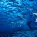 Grècia primer país europeu a prohibir la pesca d'arrossegament de fons
