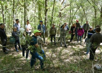 El projecte SILVODIVERS radiografia el silvopasturatge a Catalunya