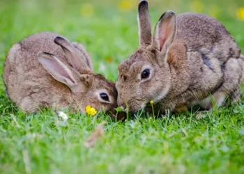Campanya de caça massiva de conills a Lleida