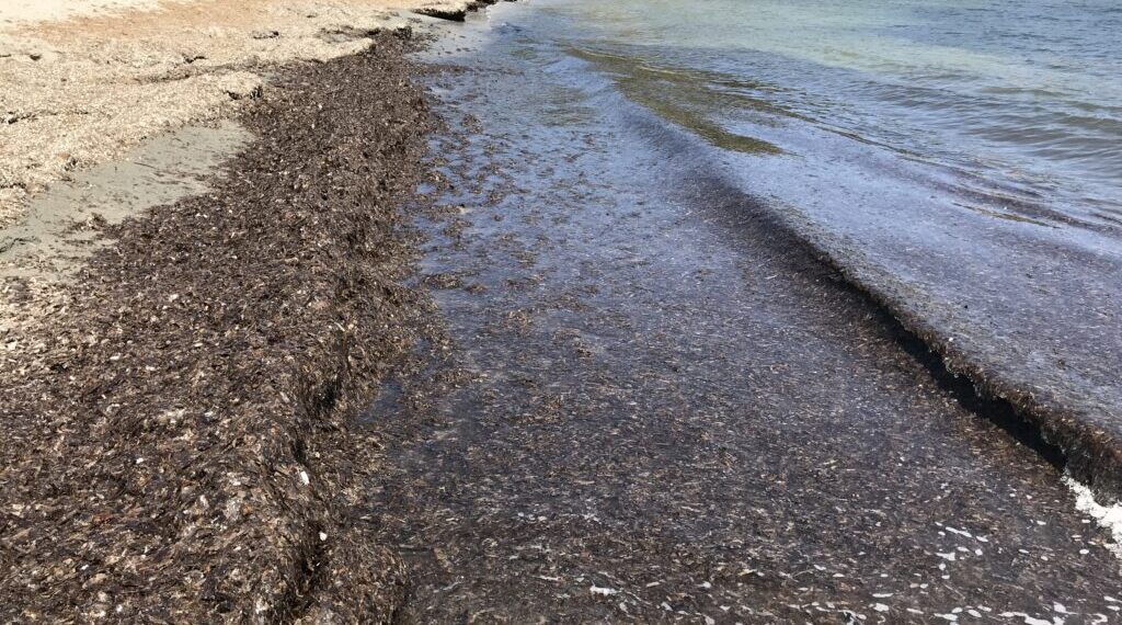 L'ecològica aportació de les restes vegetals a les platges