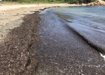 L'ecològica aportació de les restes vegetals a les platges