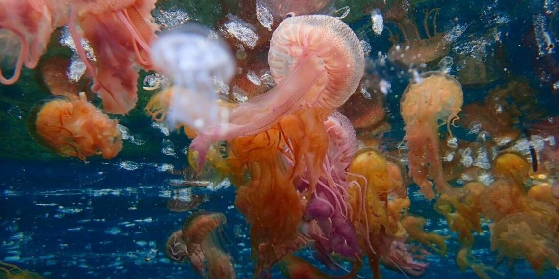 Cada cop més meduses a la Costa Brava: causes i solucions