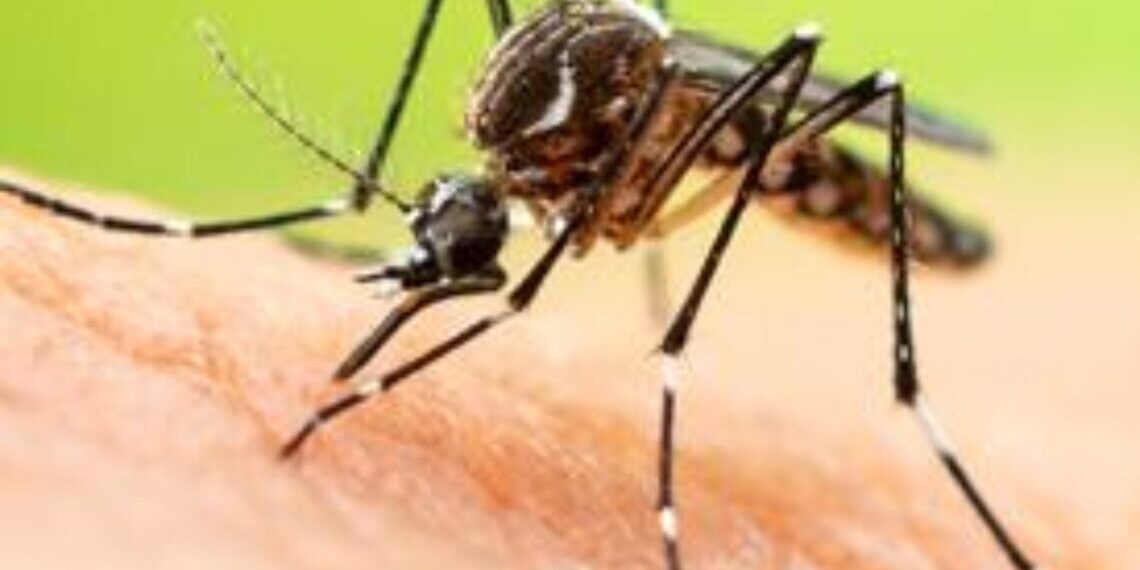 Alerta per l'augment de contagis de dengue per picades de mosquit tigre