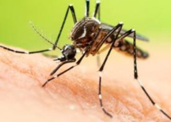 Alerta per l'augment de contagis de dengue per picades de mosquit tigre