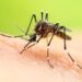 Alerta per l'augment de contagis de dengue per picades de mosquit tigre